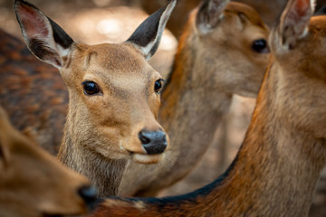 portrait of a deer