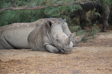 Naklejka premium rhino allongé