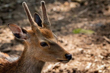 Fototapeta premium deer in the forest