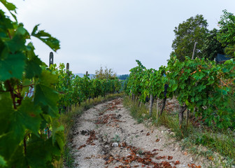 vineyard in tuscany italy