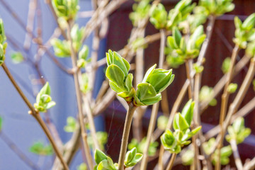 Spring, freshly blossomed leaves on a currant bush