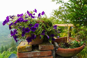 flowers in a pot