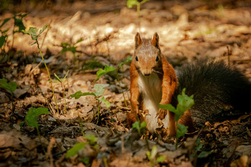 squirrel eating 
