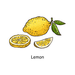 Yellow lemon drawing - isolated fresh citrus fruit sliced and whole isolated on white background