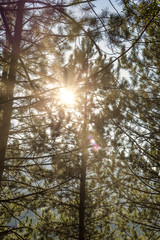 Obraz premium Beautiful sunbeams in pine forest