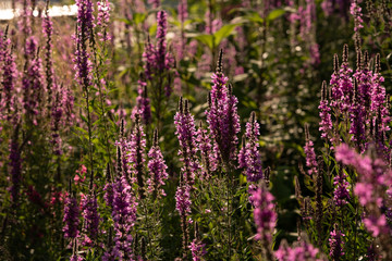 Obraz premium Closeup on beautiful gentle lavender flower on blurry purple background, soft focus, violet wildflower, summer time nature. France, Provence