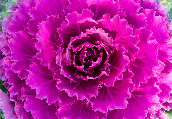 Flowering purple-pink ornamental kale, macro. Decorative  cabbage plant, close up. Natural vivid background. Beautiful scene of colorful Ornamental Cabbage. Winter flowers. Agriculture,growing concept