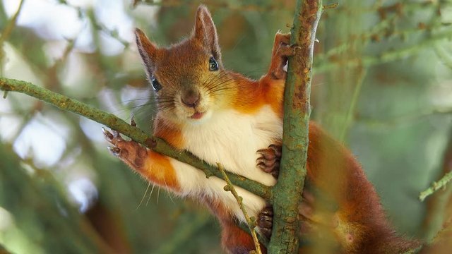 Cute red squirrel sits on tree branches and looking down to camera
