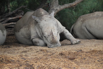 Obraz premium rhinocéros allongé