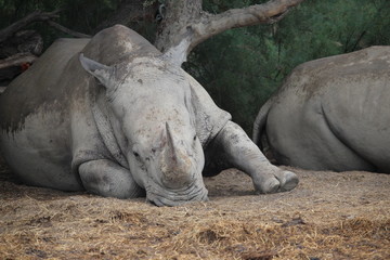 rhino allongé