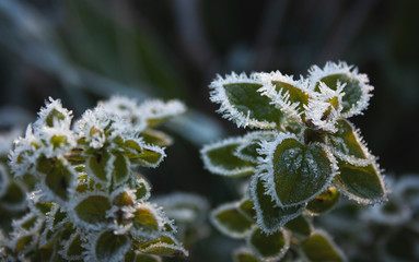 Gefrorene Blätter mit Eiskristallen im Winter