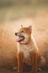 Cute Young Red Shiba Inu Puppy Dog Sitting Outdoor In Grass During golden Sunset.