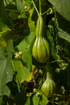 Fruit of the chayote plant (Sechium edule) growing on vines.