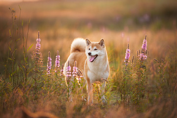 Beautiful Red Shiba inu dog standing in the field in summer at sunset