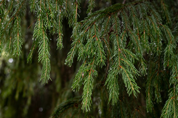 Branch of a coniferous tree with drops of water.