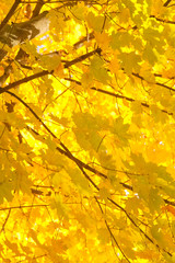 beautiful autumn forest with yellow branches and leaves with nobody