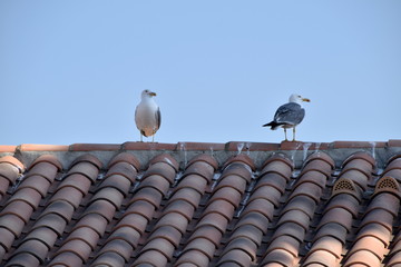 Saintes Maries de la Mer, Côte d'Azur, Camargue, Southern France