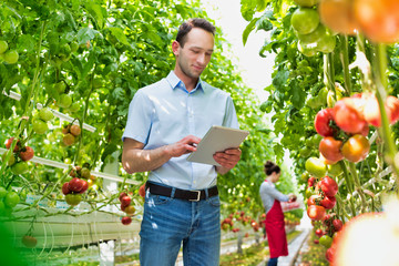 Supervisor examining tomatoes while holding clipboard in greenhouse