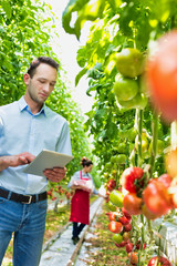 Supervisor examining tomatoes while holding clipboard in greenhouse