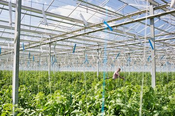 Senior farmer examining plants growing in greenhouse