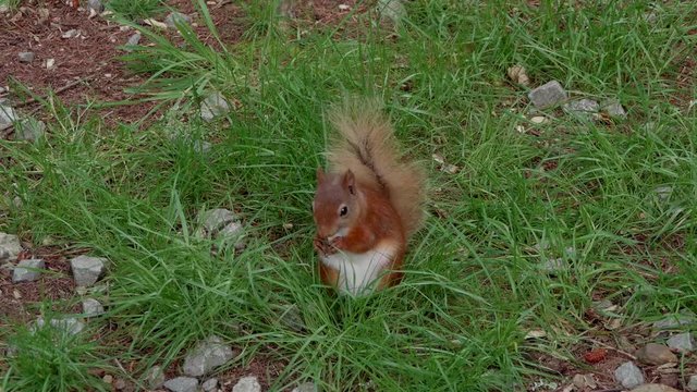 Wild red squirrel eating a nut on the ground