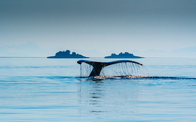 Obraz premium A humpback whale fluke seen against the Alaskan wilderness