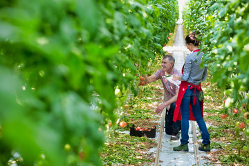 Naklejka na ściany i meble Farmers harvesting fresh tomatoes in greenhouse