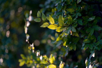 Leaves on tree branches in the sunset light in a Texas city park in the evening.