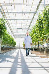 Male food scientist walking and examining tomatoes in greenhouse