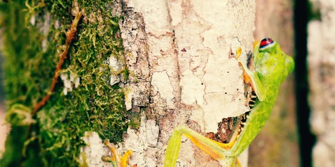 lizard on tree