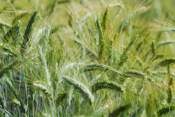 Fototapeta premium Green ears of wheat closeup with plants filling the frame