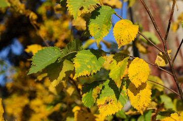 Green-yellow leaves on a hornbeam branch in a sunny autumn day, October, close-up, blurred background
