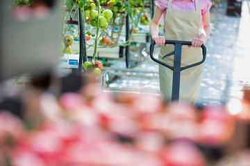 Young botanist pushing crate cart in greenhouse