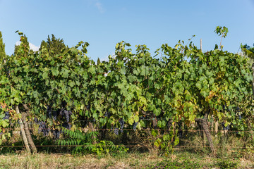 Fototapeta na wymiar green grapes in the vineyard