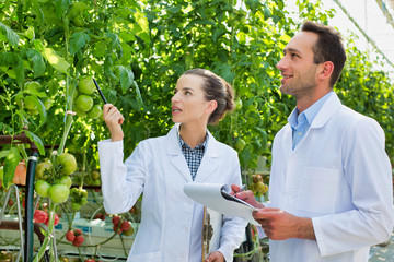Young food scientist examining tomatoes in greenhouse