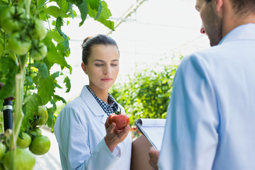 Young food scientist examining tomatoes in greenhouse