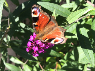 European peacock butterfly sits on buddley David flower