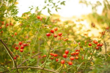red rose hips on long branches with bright green leaves on a very blurry beautiful yellow background of a mown wheat field