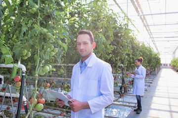 Portrait of male food scientist examining tomato plants while holding clipboard in greenhouse