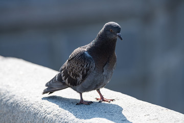 Close up head shot of beautiful speed racing pigeon bird