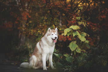 Obraz premium Portrait of Beige and white Siberian Husky dog sitting on the wooden bridge in the forest in autumn.