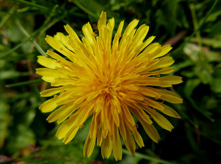 macro di corolla di fiore giallo di campagna