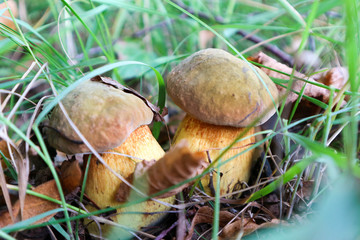 Two beautiful little twin lurid bolete mushroom in the grass close up