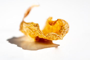 Dry leaf fallen in white background with shadow