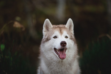Close-up Portrait of gorgeous Beige and white Siberian Husky dog sitting in the forest in autumn.
