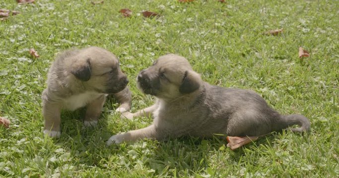 Little puppies. Dogs on the grass. Puppies are played in the garden.