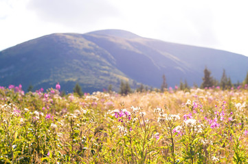 Fototapeta premium purple flowers on a background of mountains
