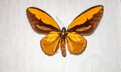 Fototapeta na wymiar butterfly Morpho didius