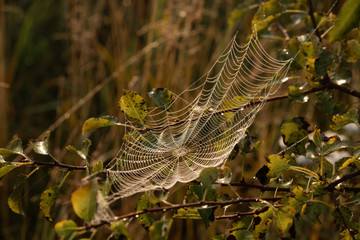 Cobweb early in the morning with small drops of water on a pine branch. - Image