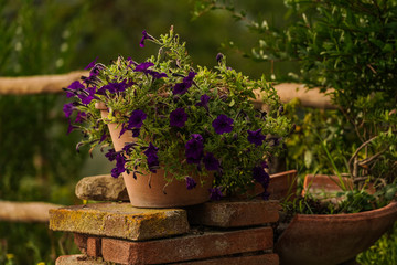 flowers in an italian pot and garden
